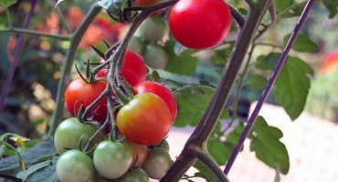 Popis odrůdy rajčat aphrodite, její výnos a vlastnosti